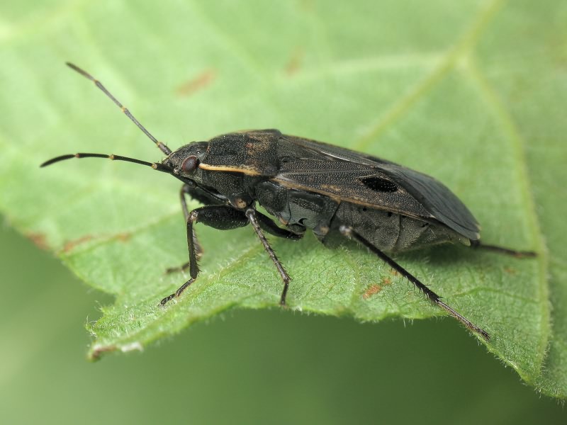Graptopeltus validus (Horváth, 1875)